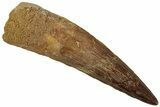 Fossil Spinosaurus Tooth - Real Dinosaur Tooth #318993-1